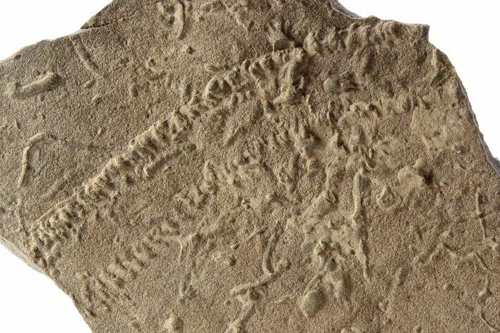 Cruziana (Fossil Trilobite Trackway) - Morocco #251951